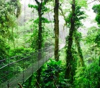 Rainforest Hike
